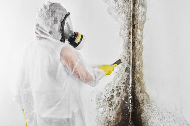 Best Professional Mold Removal  in Eastwood, MI