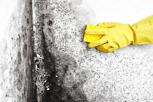 Best Best Mold Removal Companies  in Eastwood, MI