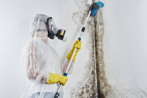Best Crawl Space Mold Removal  in Eastwood, MI