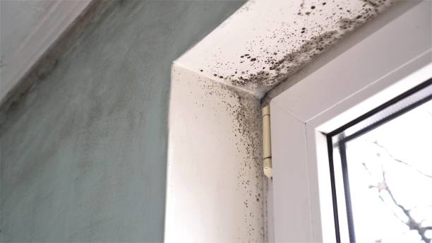 Best Mold Cleaning Services  in Eastwood, MI