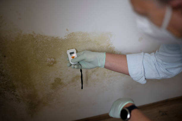 Best Emergency Mold Removal  in Eastwood, MI