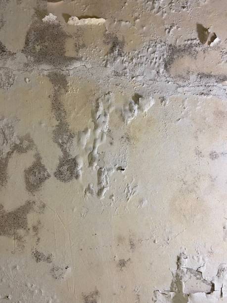 Best Mold Removal Near Me  in Eastwood, MI