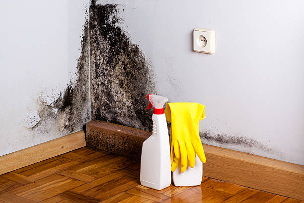 Best Black Mold Removal  in Eastwood, MI
