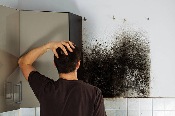 Professional Mold Removal in Eastwood, MI