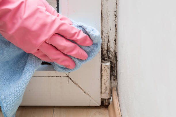 Best Mold Remediation  in Eastwood, MI